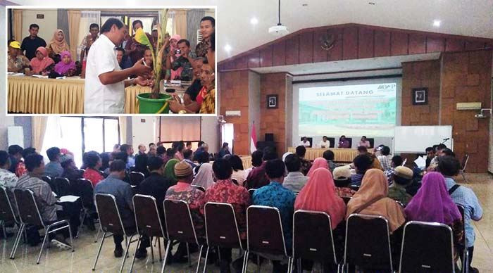Atasi OPT Pisang, 80 Penyuluh Pertanian Wonogiri Studi Banding ke BBPP Ketindan